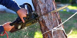 Best Tree Health Inspection  in , KY