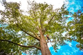  , KY Tree Care Pros