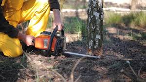 Best Tree Disease Treatment  in , KY