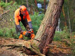 , KY Tree Care Pros