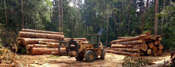 Best Emergency Tree Removal  in , KY