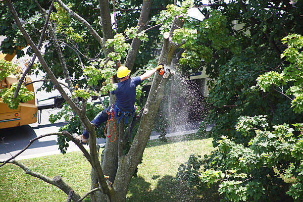 Best Lawn Watering Services  in , KY