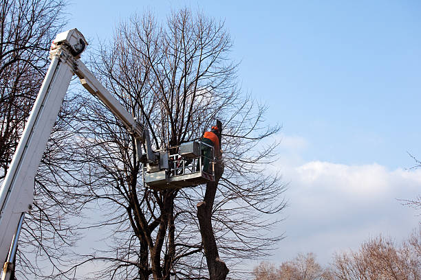 Best Tree Trimming and Pruning  in , KY