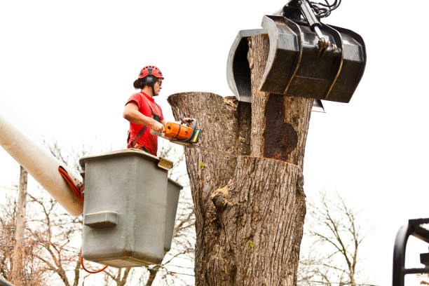 Best Tree Preservation Services  in , KY