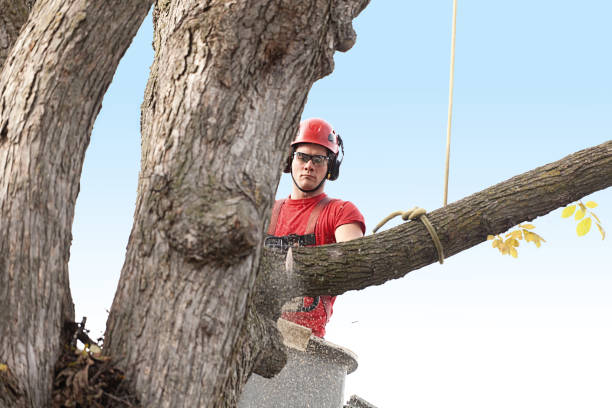Best Firewood Processing and Delivery  in , KY
